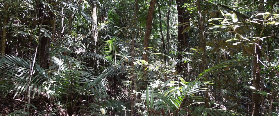 De la tribu de Katrikoin au Parc des grandes fougères