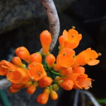 Oxera longifolia
