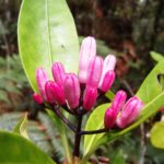 Psychotria gabriellae
