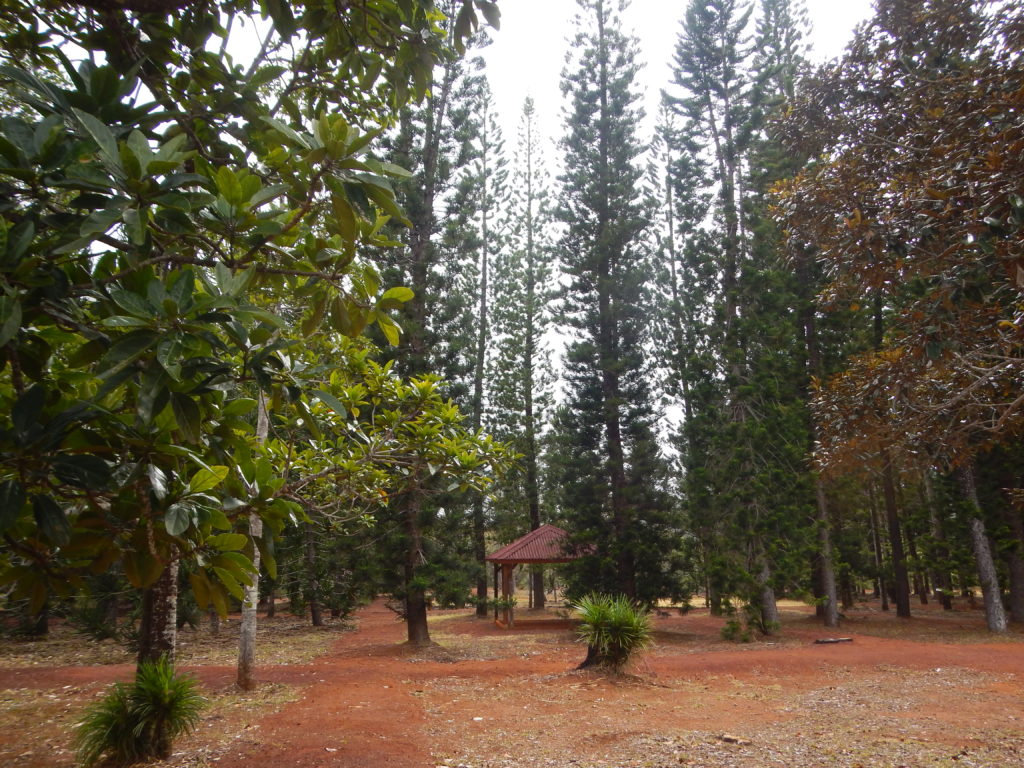 Collection Araucarias dans le parc de la RiviÃ¨re bleue