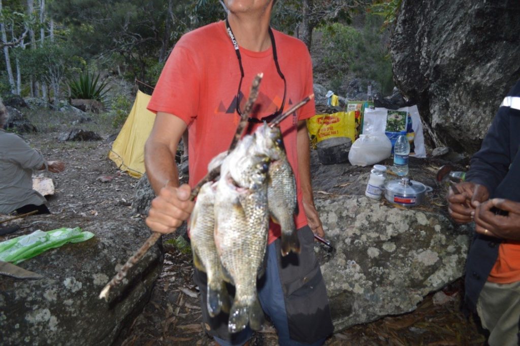 Carpes pêchées pendant le bivouac à Guadu Dayou