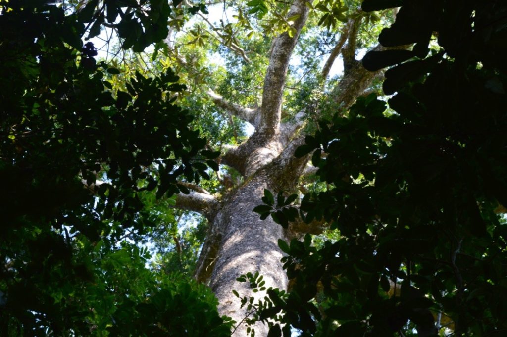 Forêt des Kaoris de Guadu Dayou dans la commune de Voh