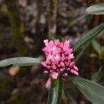 Psychotria gabriellae (lac en Y)