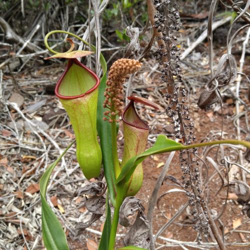 Nepenthes vieillardii - Les épicuriens du caillou