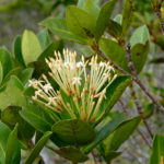 Ixora francii var angustifolia