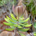 Melaleuca dawsonii