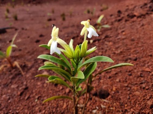 Oxera oblongifolia observée dans le Grand Sud