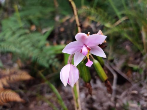 Spathoglottis plicata observée lors de la randonnée à Goro