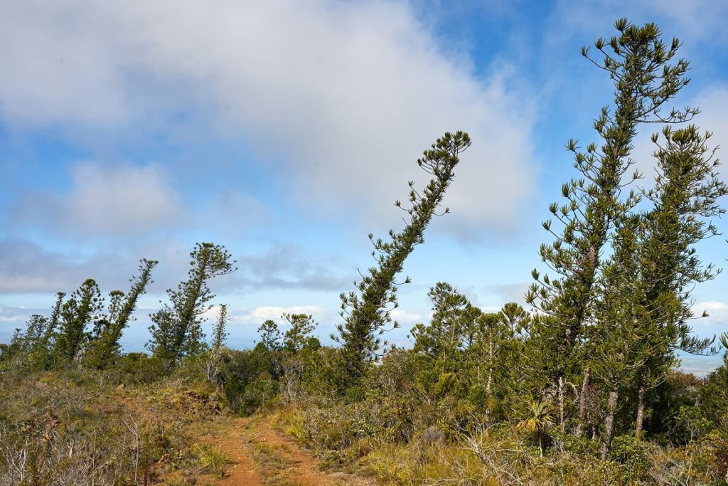 Araucarias penchés par le vent sur le Mont Do