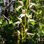 Megastylis gigas (Orchidaceae)