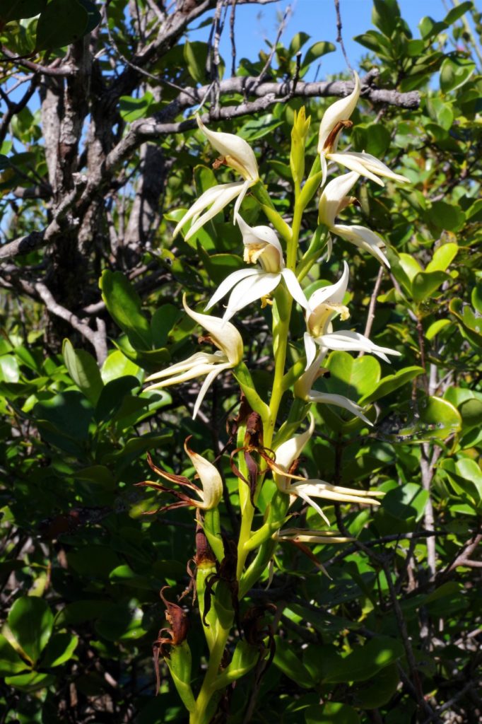 Megastylis gigas, orchidée de Nouvelle-Calédonie