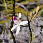 Eriaxis rigida (Orchidaceae)