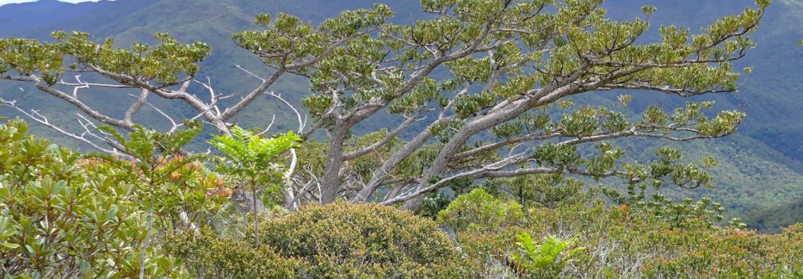 #caption2 Par les sentiers battus : Kakariki, Nothofagus et Dipodium