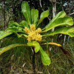 Meryta coriacea (Araliaceae)