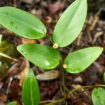 Phyllanthus pronyensis (Phyllantaceae) 