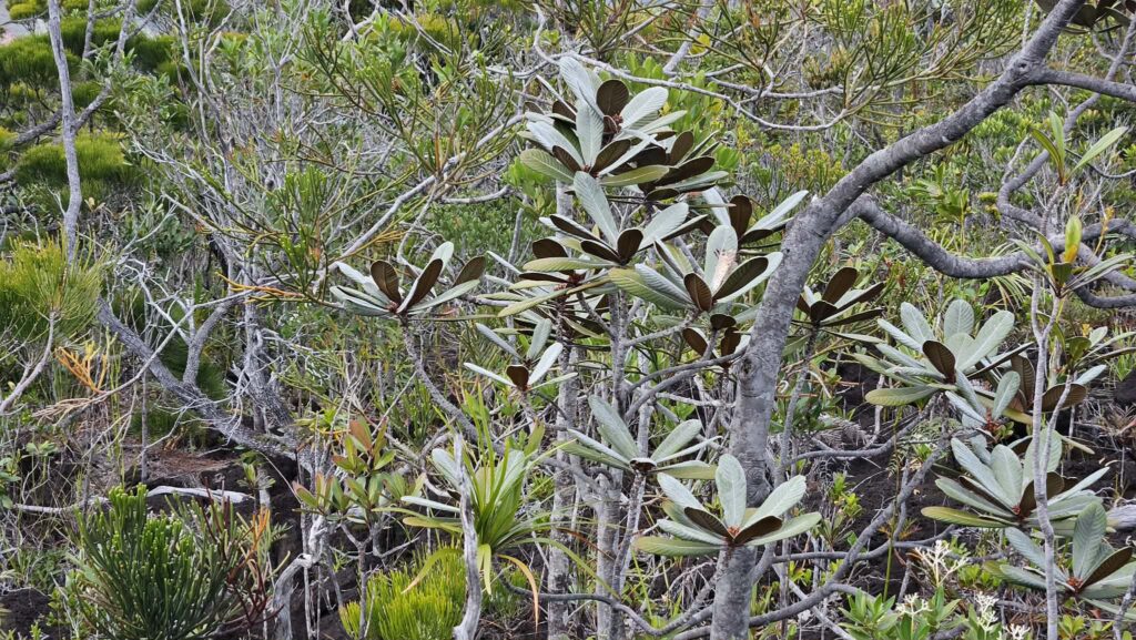Pleioluma sibertii