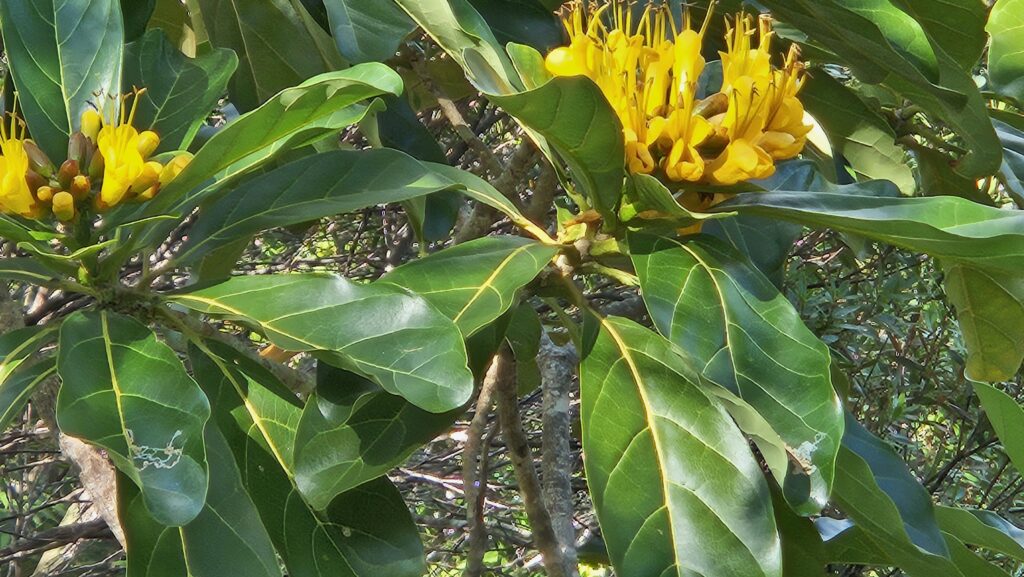 Déplanchéa Sessilifolia