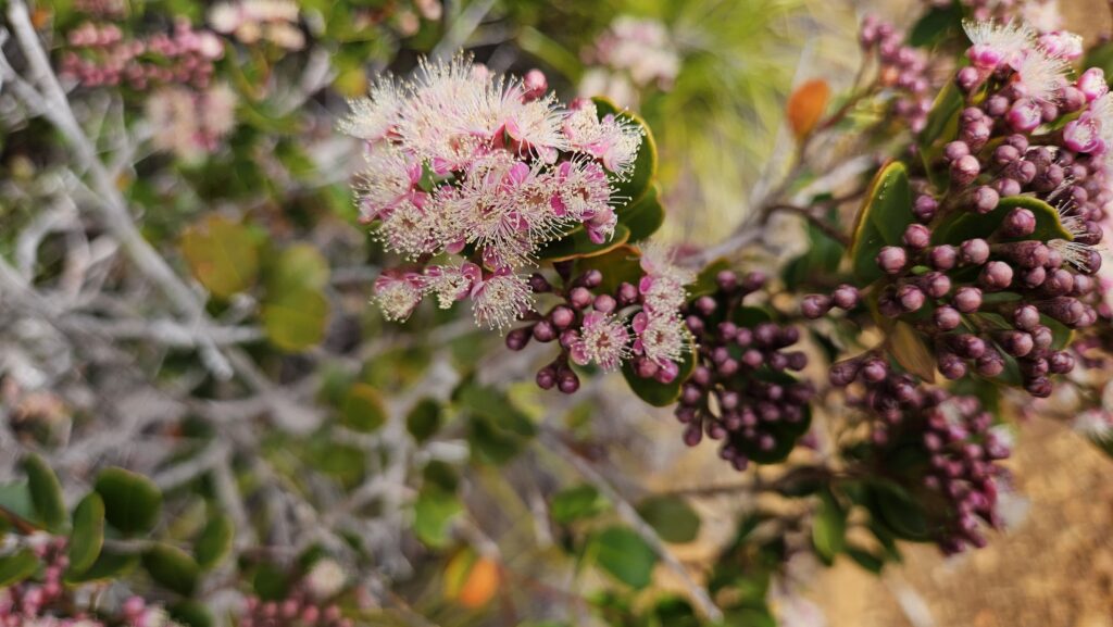 Syzygium Ngoyense