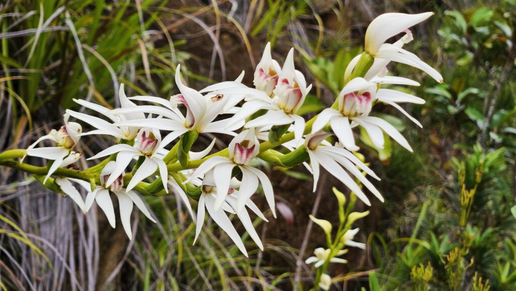 Megastylis gigas