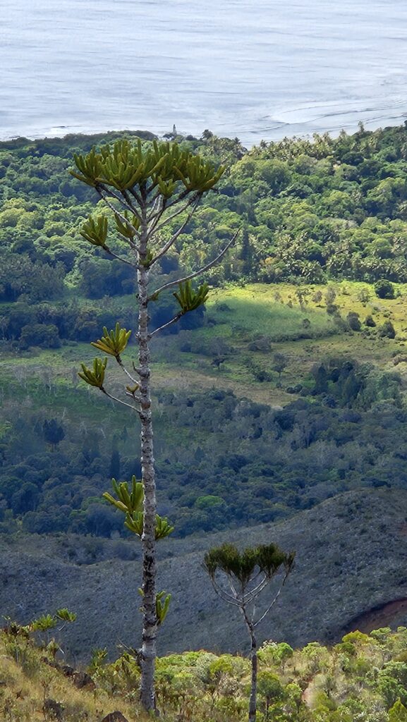 Araucarias Goroensis