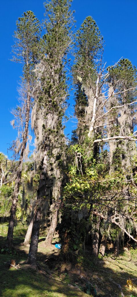 Araucarias Columnaris gainée de Tillandsia Usneoides