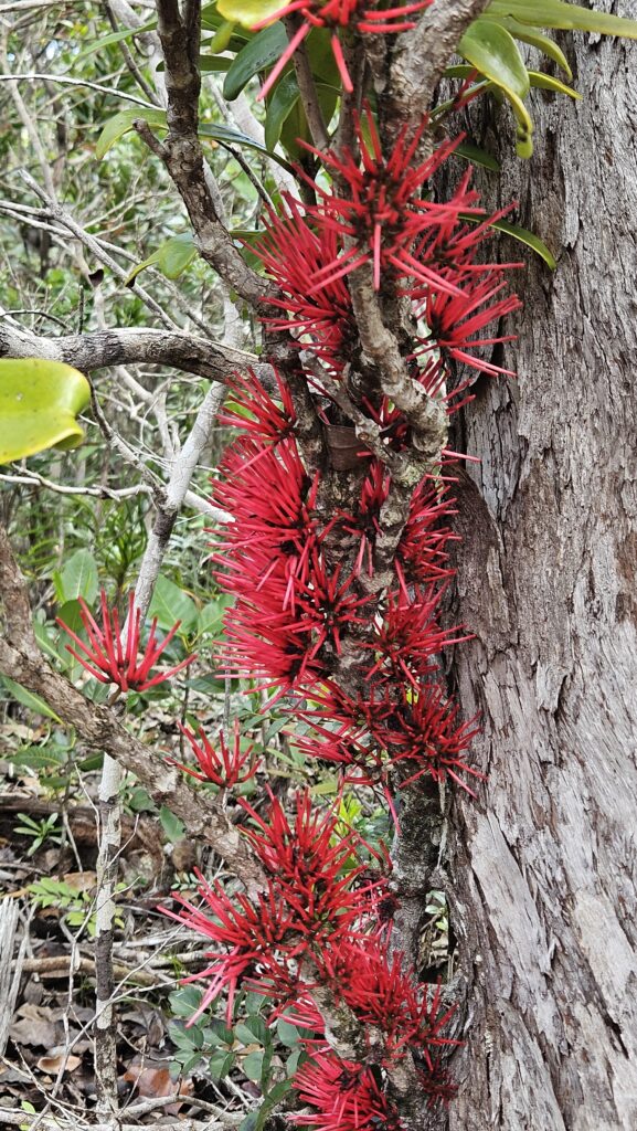 Amyema Scandens