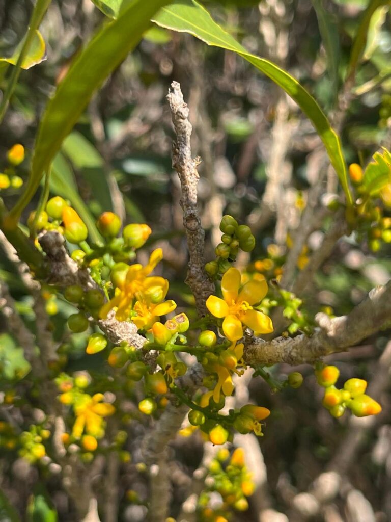 Hugonia penicillanthemum