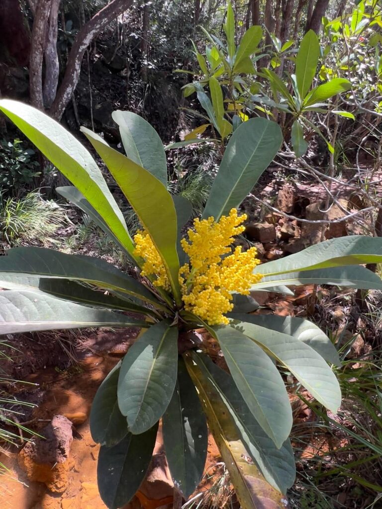 Meryta denhamii